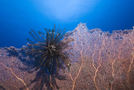 Feather Seastar on Gorgony