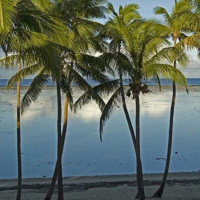 Palm trees on the beach