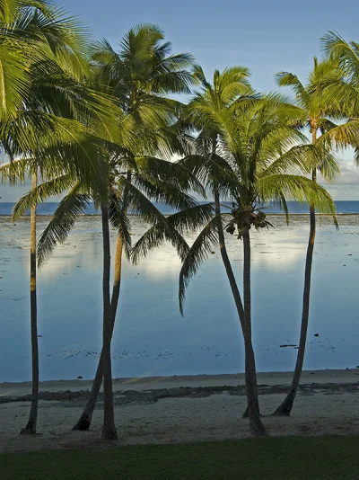 Palm trees on the beach