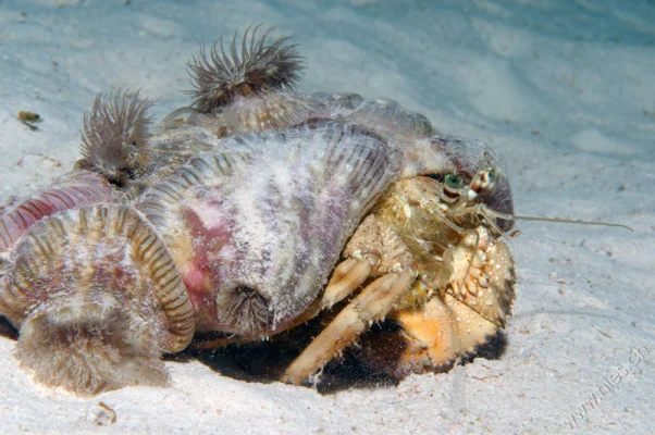 Diogenes Hermit Crab