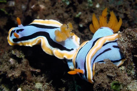 Chromodoris quadricolor