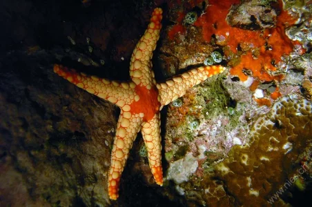 Sea star