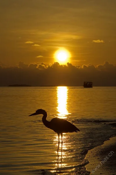 Sunset with Heron