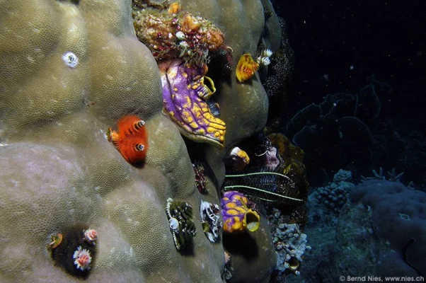 Spiral Tubeworms