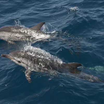 Two striped dolphins