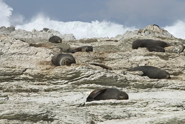 Sea Lions