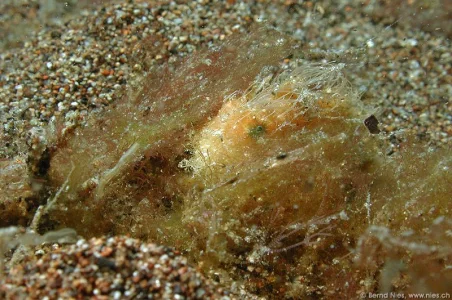 Hairy Frogfish