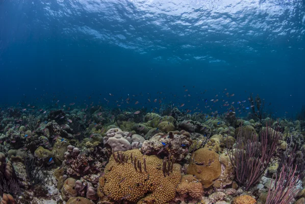 Corals in the harbour