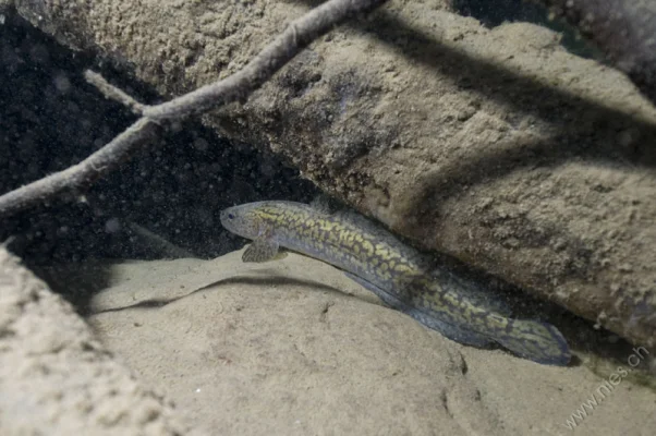 Burbot under Tree