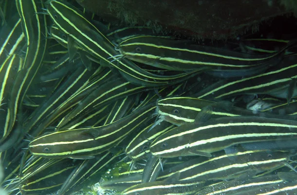 Coral catfish