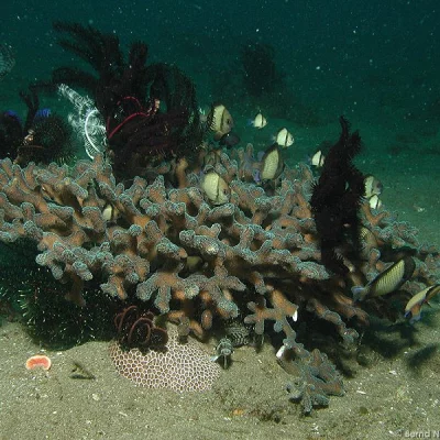 Korallen-Biotop