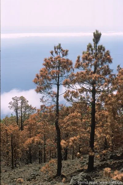 Dry Forest