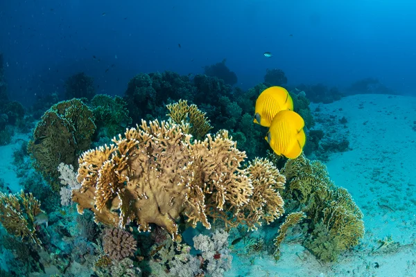 Firecoral with Butterflyfish