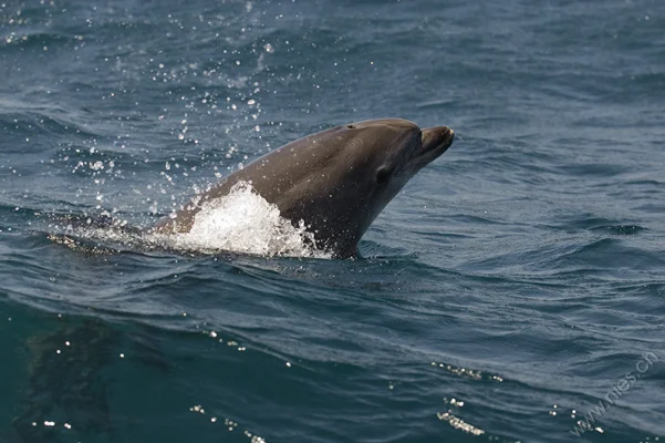 Bottlenose dolphin