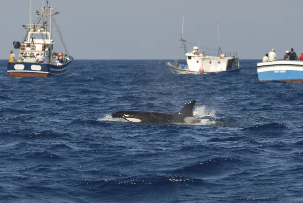 Orcas between fishing boats