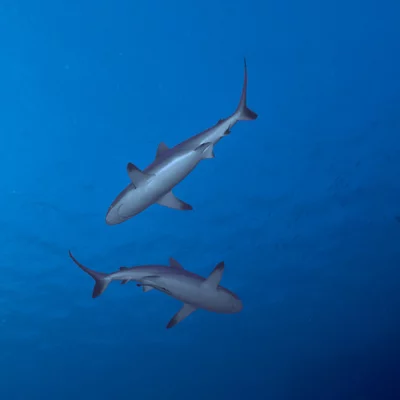 Zwei Graue Riffhaie