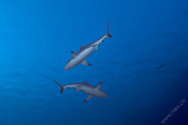 Grey Reef Sharks