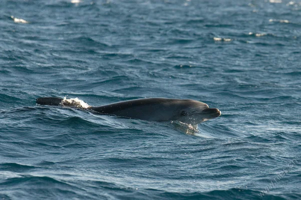 Bottlenose Dolphin