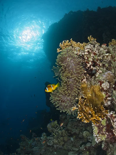 Anemone and Clownfish