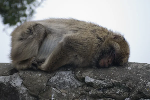 Tired Monkey