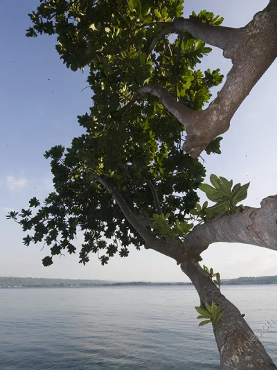 Tree on Beach