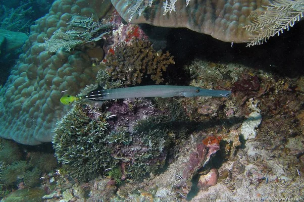 Trumpetfish