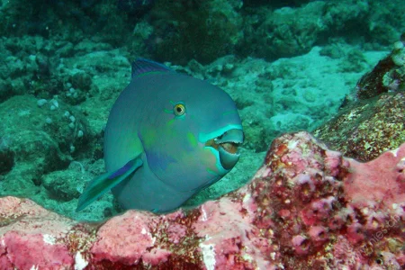 Parrotfish