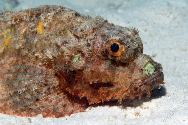 Scorpion fish