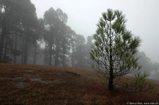 Wald im Nebel