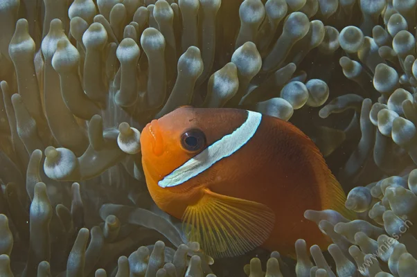 Anemone Fish