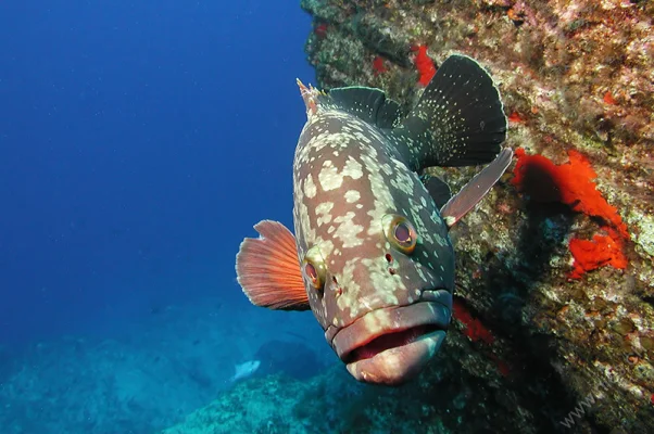 Grouper