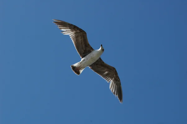 Sea Gull