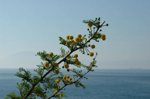 branch with sea