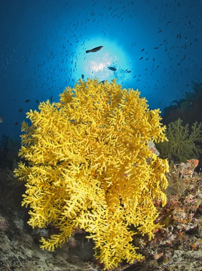 Yellow Softcoral