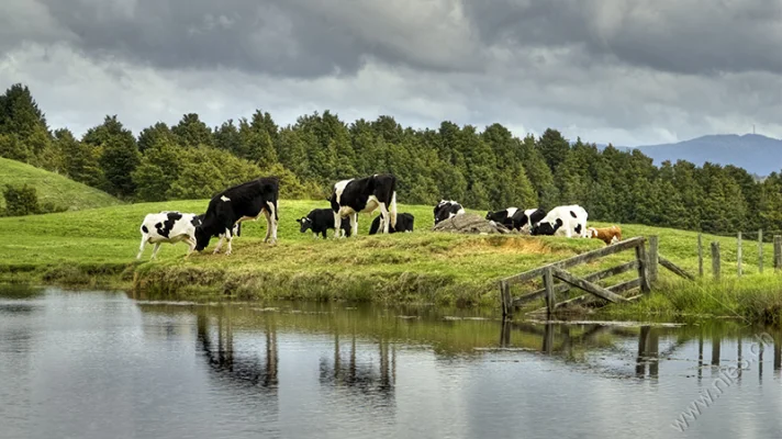 Cows at the pond