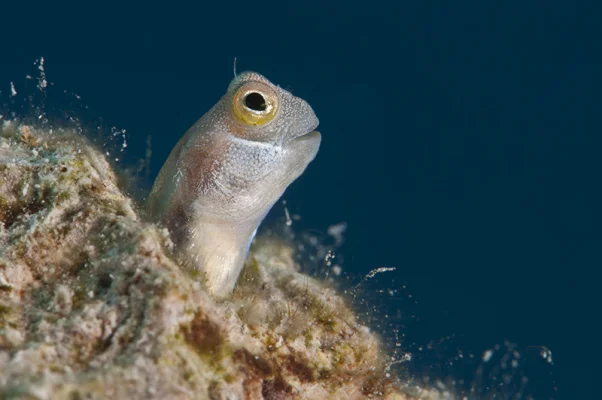 Blenny