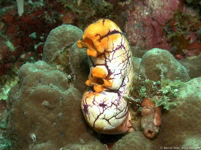 Sea Squirt