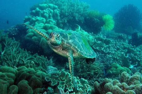 Sea Turtle