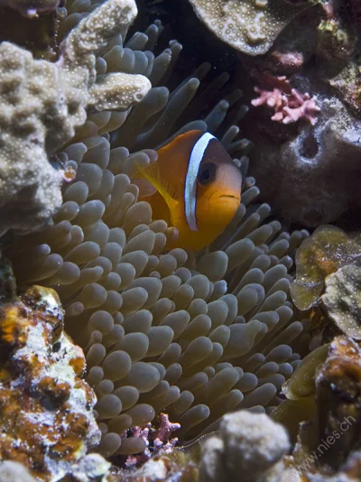 Clark's Anemonenfish