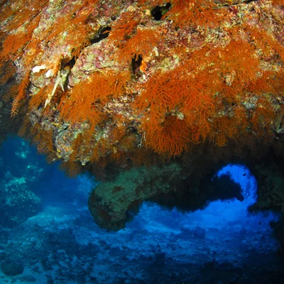 Korallen an Höhlendecke