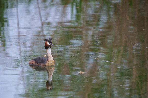 Great crested grebe