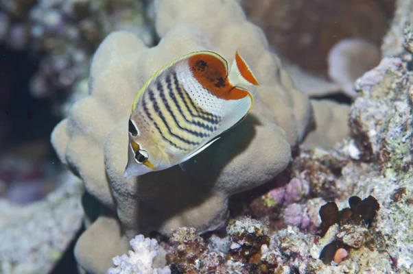 Butterfly Fish