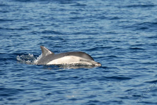 Gewöhnlicher Delfin