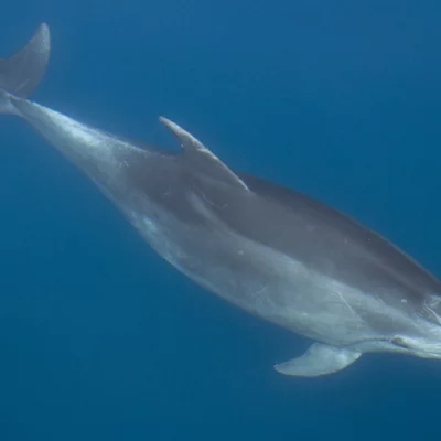 Bottlenose dolphins under water