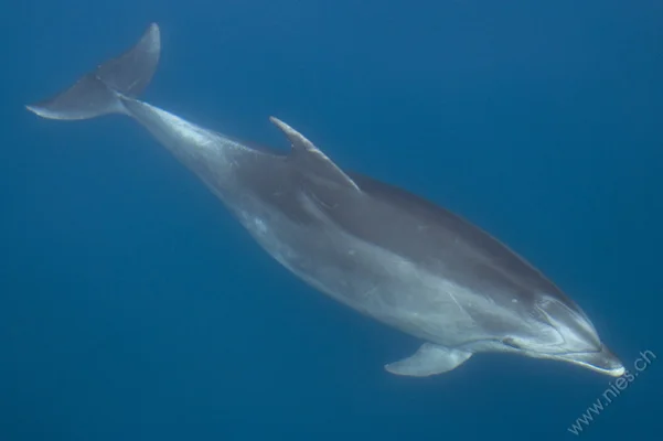 Bottlenose dolphins under water