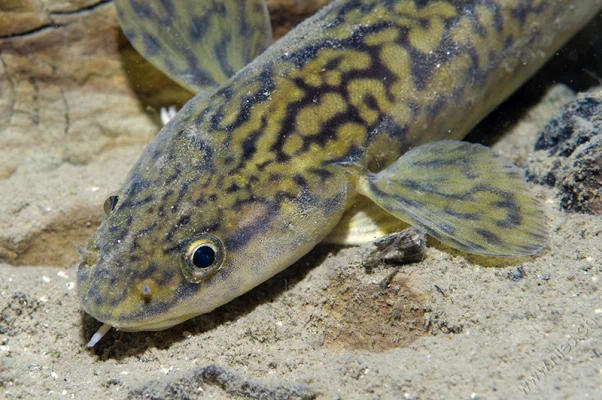 Burbot 3