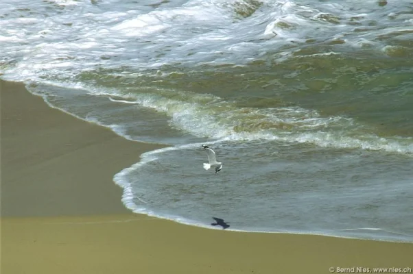 Möwe über Strand