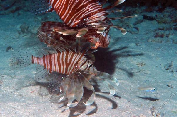 Hunting lion fish