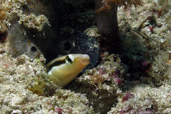 False Cleaning Wrasse