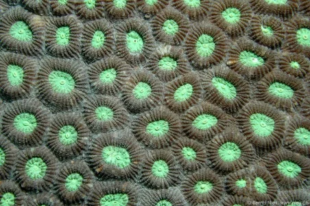 Coral Surface